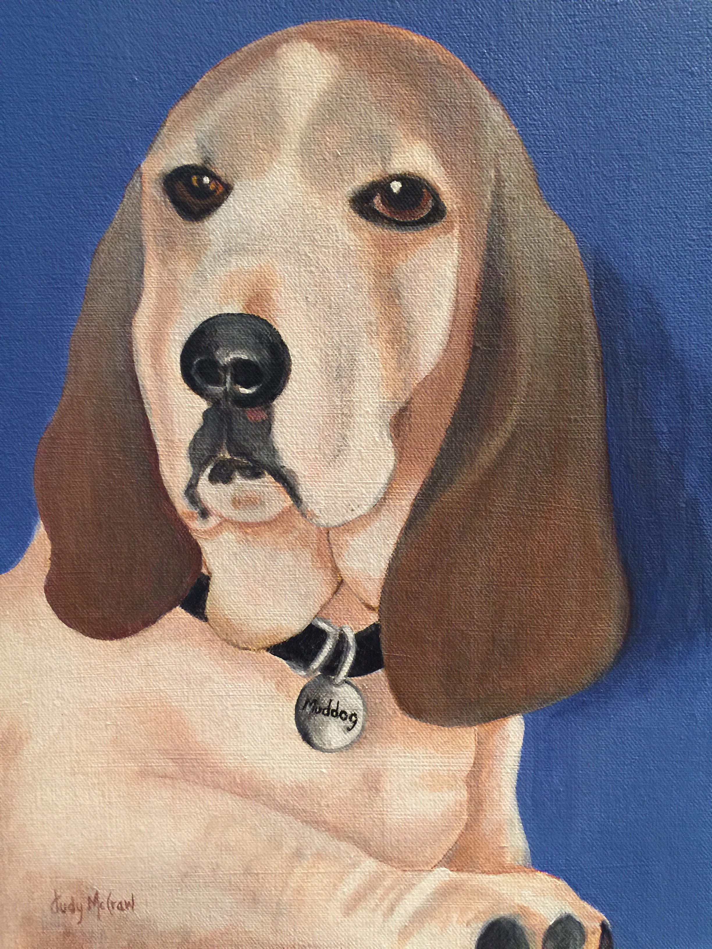 "Buddy" the dignified Basset Hound